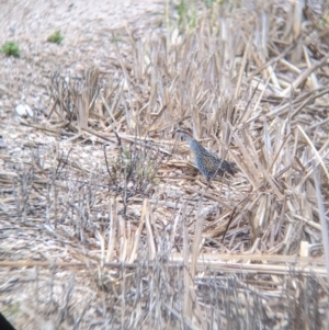 Gallirallus philippensis at Leeton, NSW - 20 Nov 2021 09:06 AM