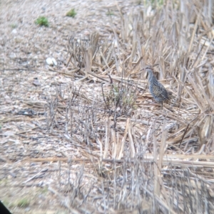 Gallirallus philippensis at Leeton, NSW - 20 Nov 2021 09:06 AM