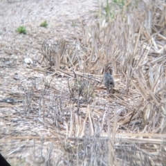 Gallirallus philippensis at Leeton, NSW - 20 Nov 2021 09:06 AM