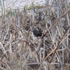 Gallirallus philippensis at Leeton, NSW - 20 Nov 2021 09:06 AM