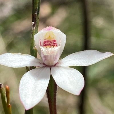 Caladenia alpina (Mountain Caps) at Paddys River, ACT - 18 Nov 2021 by AJB