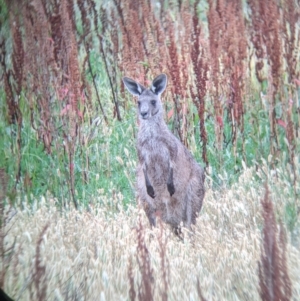 Macropus giganteus at Leeton, NSW - 20 Nov 2021