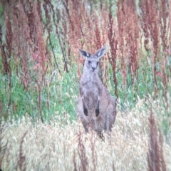 Macropus giganteus at Leeton, NSW - 20 Nov 2021