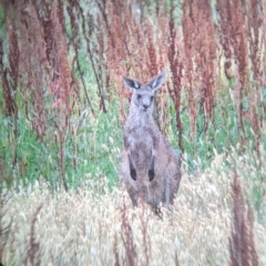 Macropus giganteus at Leeton, NSW - 20 Nov 2021 09:07 AM