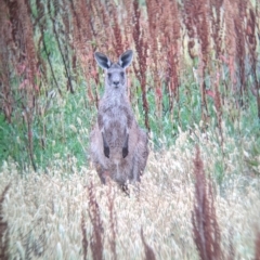 Macropus giganteus at Leeton, NSW - 20 Nov 2021