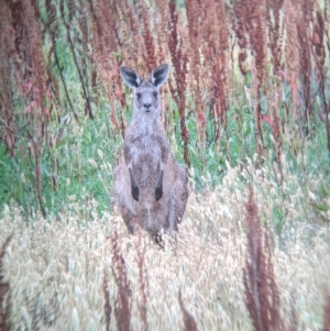 Macropus giganteus at Leeton, NSW - 20 Nov 2021 09:07 AM