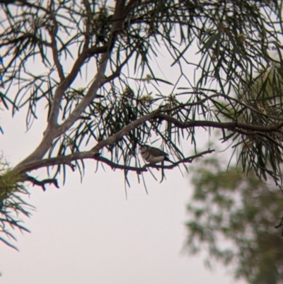 Stizoptera bichenovii (Double-barred Finch) at Leeton, NSW - 19 Nov 2021 by Darcy