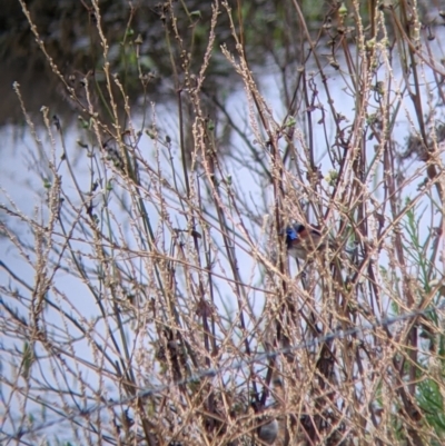 Malurus assimilis (Purple-backed Fairywren) at Leeton, NSW - 19 Nov 2021 by Darcy