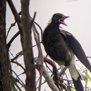 Gymnorhina tibicen at Leeton, NSW - 20 Nov 2021 09:41 AM