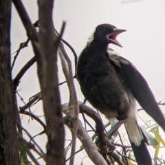 Gymnorhina tibicen (Australian Magpie) at Leeton, NSW - 19 Nov 2021 by Darcy