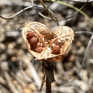 Wurmbea dioica subsp. dioica at Stromlo, ACT - suppressed