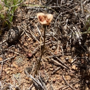 Wurmbea dioica subsp. dioica at Stromlo, ACT - suppressed