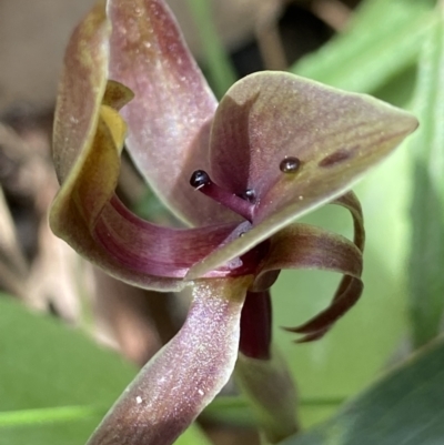 Chiloglottis valida (Large Bird Orchid) at Tennent, ACT - 18 Nov 2021 by AJB