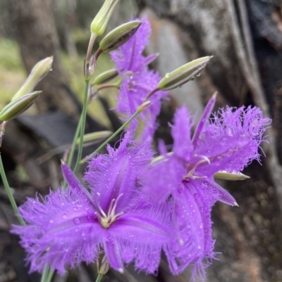 Thysanotus tuberosus (Common Fringe-lily) at Stromlo, ACT - 19 Nov 2021 by AJB