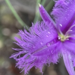 Thysanotus tuberosus at Stromlo, ACT - suppressed