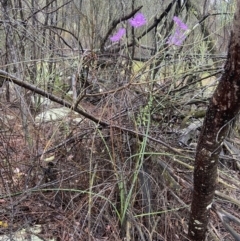 Thysanotus tuberosus at Stromlo, ACT - suppressed