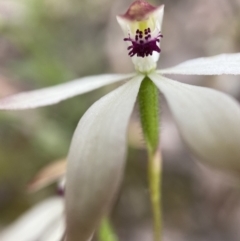 Caladenia cucullata (Lemon Caps) at Acton, ACT - 18 Nov 2021 by AJB