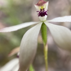 Caladenia cucullata at Acton, ACT - suppressed