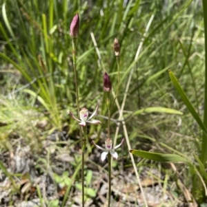 Caladenia moschata at Cotter River, ACT - suppressed