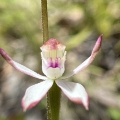 Caladenia moschata at Cotter River, ACT - 18 Nov 2021