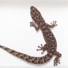 Christinus marmoratus (Southern Marbled Gecko) at Evatt, ACT - 17 Nov 2021 by TimL