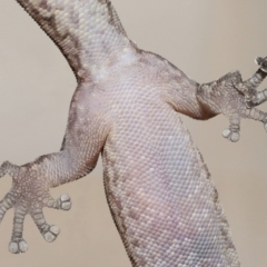 Christinus marmoratus at Evatt, ACT - 17 Nov 2021 04:32 PM