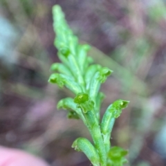 Microtis unifolia (Common Onion Orchid) at Stromlo, ACT - 19 Nov 2021 by AJB