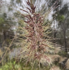 Austrostipa densiflora (Foxtail Speargrass) at Stromlo, ACT - 20 Nov 2021 by AJB