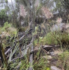 Austrostipa densiflora at Stromlo, ACT - 20 Nov 2021