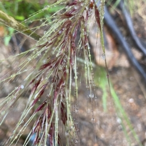 Austrostipa densiflora at Stromlo, ACT - 20 Nov 2021