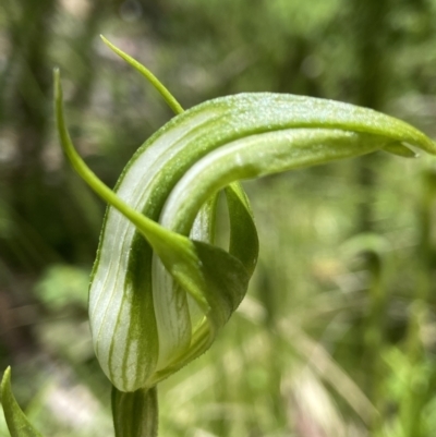 Pterostylis monticola (Large Mountain Greenhood) at Paddys River, ACT - 18 Nov 2021 by AJB