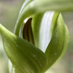 Pterostylis monticola at Paddys River, ACT - 18 Nov 2021