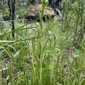 Pterostylis monticola at Paddys River, ACT - 18 Nov 2021