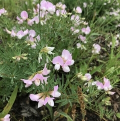 Lotus australis (Austral Trefoil) at Yarralumla, ACT - 20 Nov 2021 by MMV