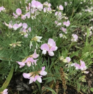 Lotus australis at Yarralumla, ACT - 20 Nov 2021