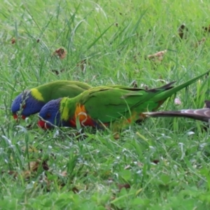 Trichoglossus moluccanus at Macarthur, ACT - 18 Nov 2021