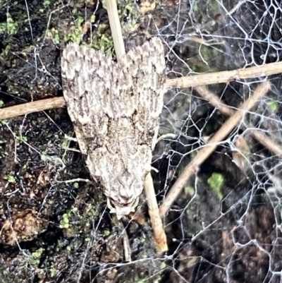 Nola pleurosema (Plain Tuft-moth) at Greenway, ACT - 20 Nov 2021 by Steve_Bok