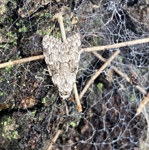 Nola pleurosema at Greenway, ACT - 20 Nov 2021 02:45 PM