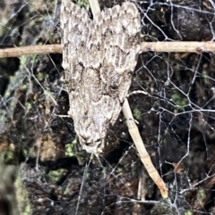 Nola pleurosema at Greenway, ACT - 20 Nov 2021 02:45 PM