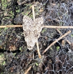 Nola pleurosema at Greenway, ACT - 20 Nov 2021 02:45 PM