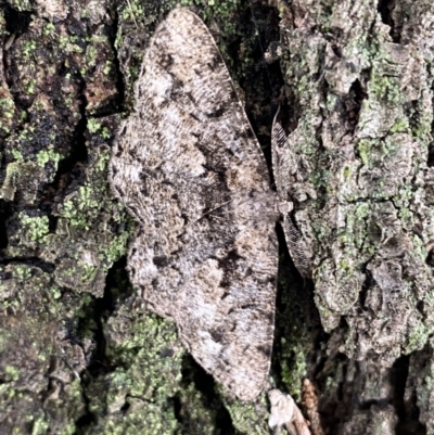 Unplaced externaria (Mahogany Bark Moth) at Greenway, ACT - 20 Nov 2021 by SteveBorkowskis