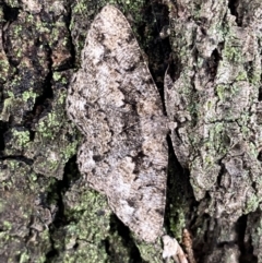 Unplaced externaria (Mahogany Bark Moth (formerly Hypomecis externaria)) at Lake Tuggeranong - 20 Nov 2021 by Steve_Bok