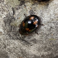 Paropsisterna beata (Blessed Leaf Beetle) at Lake Tuggeranong - 20 Nov 2021 by Steve_Bok