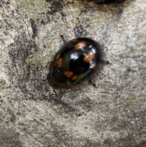 Paropsisterna beata at Greenway, ACT - 20 Nov 2021