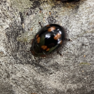 Paropsisterna beata (Blessed Leaf Beetle) at Lake Tuggeranong - 20 Nov 2021 by Steve_Bok