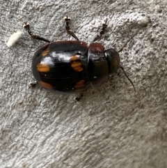 Paropsisterna beata at Greenway, ACT - 20 Nov 2021