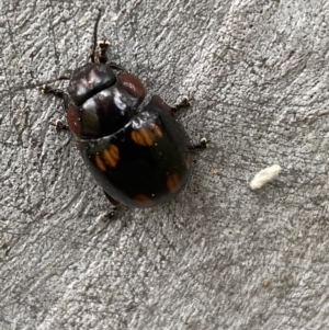 Paropsisterna beata at Greenway, ACT - 20 Nov 2021