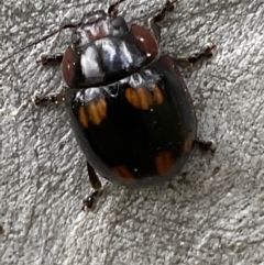 Paropsisterna beata at Greenway, ACT - 20 Nov 2021 02:32 PM