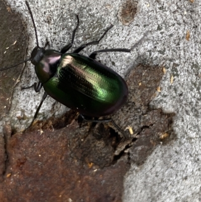 Chalcopteroides columbinus (Rainbow darkling beetle) at Lake Tuggeranong - 20 Nov 2021 by Steve_Bok