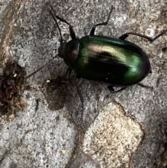 Chalcopteroides columbinus at Greenway, ACT - 20 Nov 2021 02:27 PM